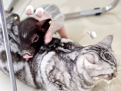 -怪兽屋·羊驼·猫咖·狗咖(俊华广场店)