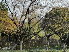 -西湖文化广场