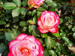 -人民公园(罗湖区)