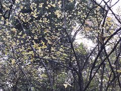 -上海市龙华烈士陵园