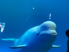 -海合安成都极地海洋公园