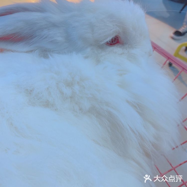 价格：45一位（三馆通玩-失恋、安哥拉兔、星空）