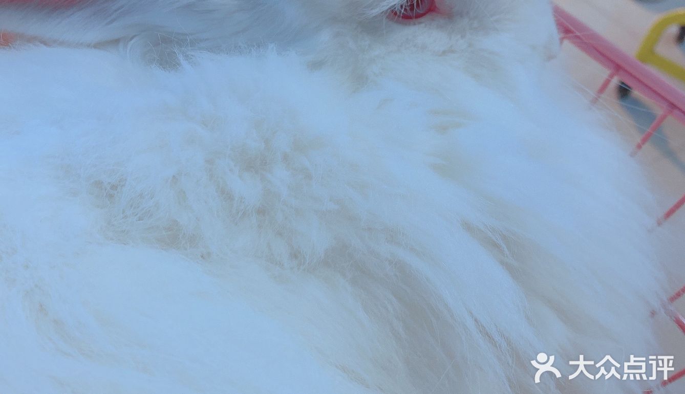 价格：45一位（三馆通玩-失恋、安哥拉兔、星空）