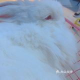 价格：45一位（三馆通玩-失恋、安哥拉兔、星空）