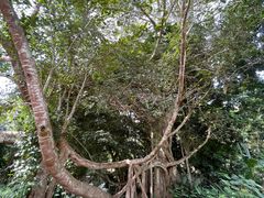 -中国科学院西双版纳热带植物园
