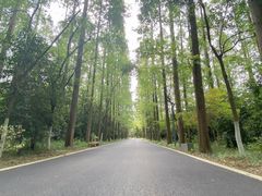 -东平国家森林公园
