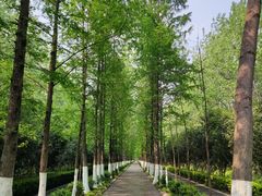 -合肥滨湖国家森林公园