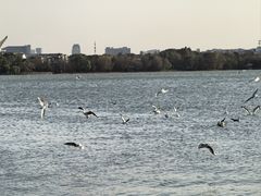 -蠡湖大桥公园