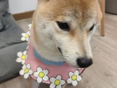 -柴迷FANS CLUB·柴犬狗咖·猫咖