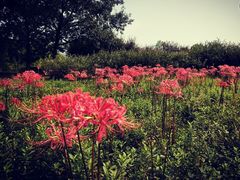 -白塘生态植物园