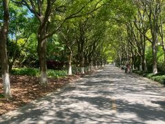 -上海鲜花港