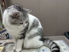 -四月宠物医院·猫专科·心脏专科·内科(转塘店)