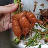 宅家防疫，我吃农家菜