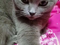 -纳吉亚猫专科动物医院·北北分院