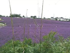-紫颐香薰山谷景区