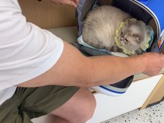 -瑞派康怡24h宠物医院·犬猫医疗中心·微创绝育(瑞景分院)