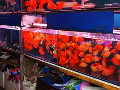 -桂林市花鸟市场