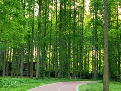 -黄海国家森林公园