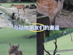 -奈良公园