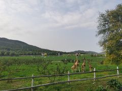 -大连铭湖国际观光牧场