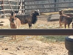 -青藏高原野生动物园