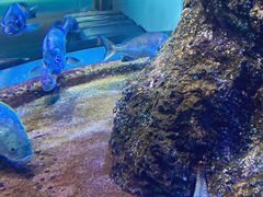 -鹿儿岛水族馆
