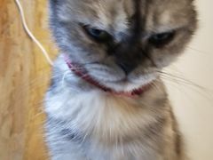 -猫色咖啡·猫咖
