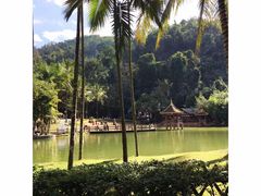 -西双版纳原始森林公园
