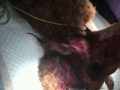 受伤处-伟伟宠物医院·CT影像中心·瑞派犬猫综合性门诊(汉口总院)
