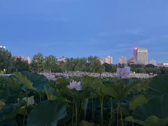 -莲花池公园