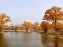 -金塔沙漠胡杨林景区