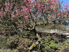 -南山植物园