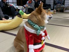 -逗柴咖啡屋·狗咖猫咖宠物桌游
