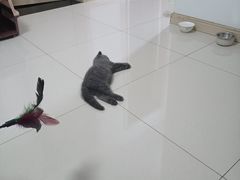 -关爱宠物医院·猫科中心·消化科(滨湖万达分院)