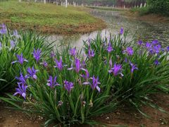 -东郊湿地公园