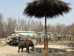 -北京野生动物园