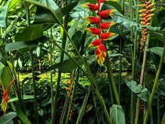 -中国科学院西双版纳热带植物园