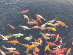 -微山湖红荷湿地景区