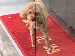 -罗子龙罗家桂花汤圆(曹都巷店)