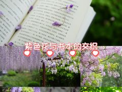 -嘉定紫藤园
