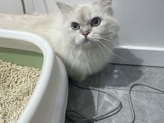 -爱洗澡的猫(天河路店)