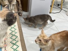 -楼上猫咖(罗湖店)
