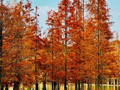 -白鹭湾湿地公园