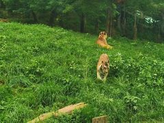 -大连森林动物园