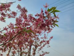 -三圣花乡旅游区