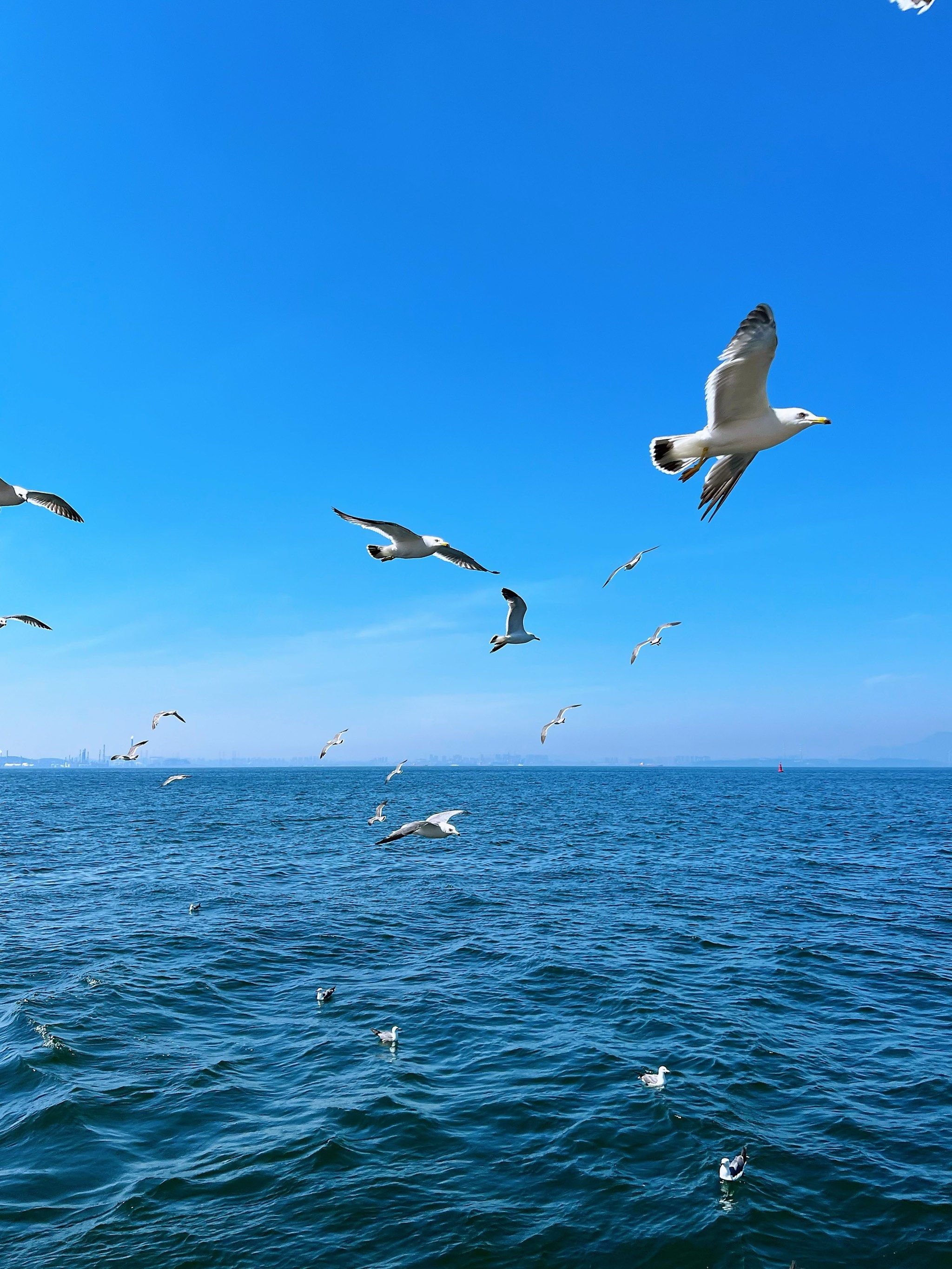 海鸥与天空,我与远方