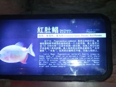 -泉城欧乐堡海洋极地世界