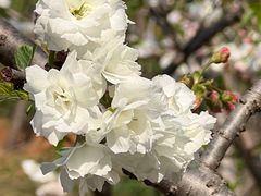 -天适樱花悠乐园