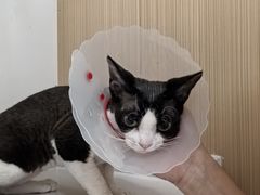 -瑞派·关忠动物医院·猫专科·犬专科(三环新城店)