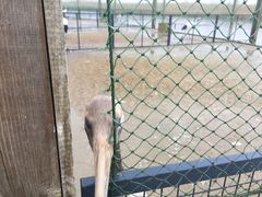 -盐城丹顶鹤湿地生态旅游区